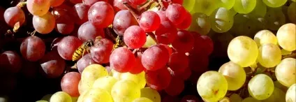 Як можна прибрати целюліт медом масаж, маски, обгортання (прибрати) Як можна прибрати целюліт медом масаж, маски, обгортання