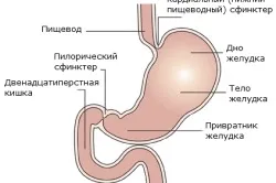 Стравохід і шлунок людини (перший по стравоходу) Стравохід і шлунок людини