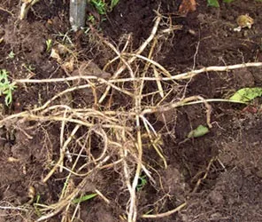 Пирій повзучий - друг чи ворог людини (пирій для кішок) Пирій повзучий - друг чи ворог людини