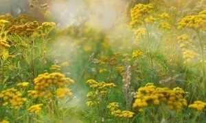 Пижмо при затримці місячних як викликати менструацію (пижмо) Пижмо при затримці місячних як викликати менструацію