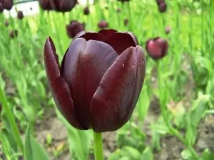 Перші весняні квіти
