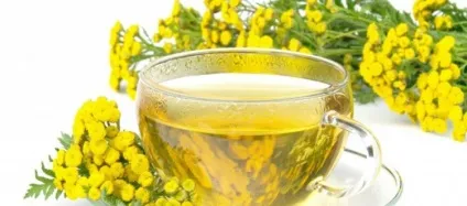 Пижмо при затримці місячних як викликати менструацію (викликати) Пижмо при затримці місячних як викликати менструацію