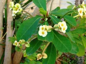 Euphorbia - reproducere, plantare și îngrijire