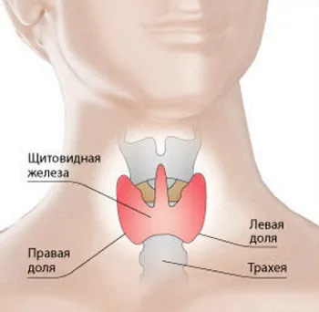 MRI pajzsmirigy jelzéseinek és műsorok