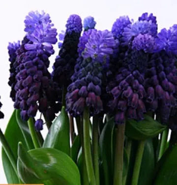 Muscari ellátás, termesztés, öntözés, ültetés otthon