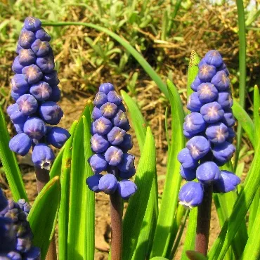 Muscari ellátás, termesztés, öntözés, ültetés otthon