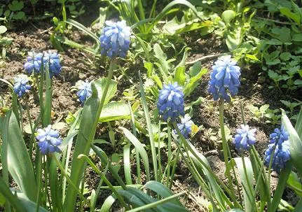 Muscari ellátás, termesztés, öntözés, ültetés otthon