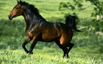 Mustang - животно известно на всички