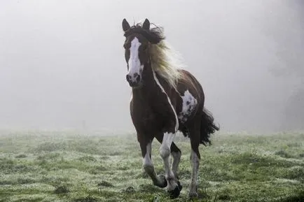 Mustang - az állat ismert, hogy minden