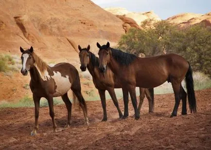 Mustang - az állat ismert, hogy minden