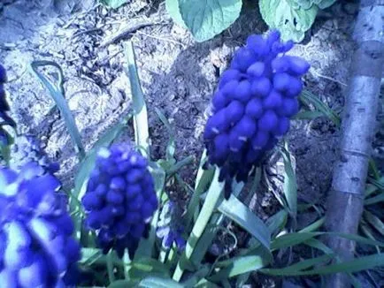 Muscari ellátás, termesztés, öntözés, ültetés otthon