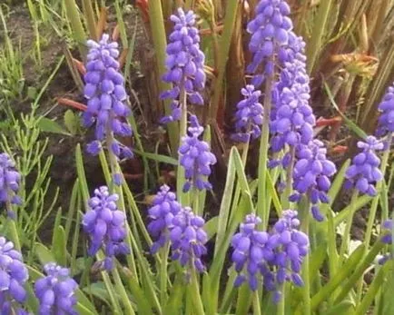 Muscari ellátás, termesztés, öntözés, ültetés otthon