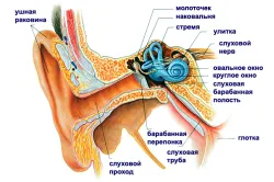 Afectarea auzului la copii, precum și motivele pentru clasificarea