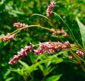 apa Pepper tinctura in timpul menstruatiei grele, picior de tratament