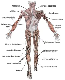 anatomia umană normală - este