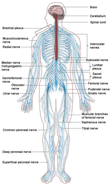 Normál emberi anatómia - az