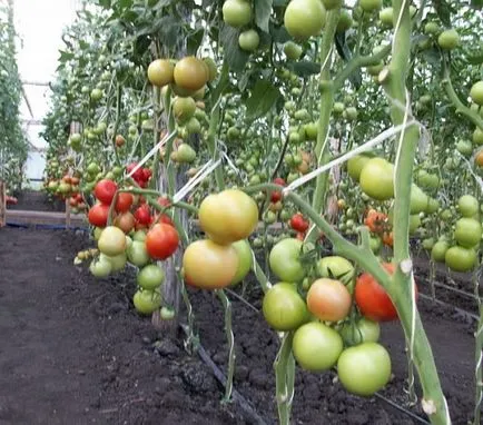 Ниско-винарски сортове домати в оранжерии