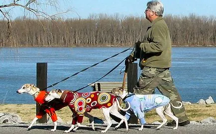 Am nevoie de un haine de câine