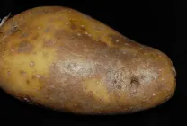 Descrierea principalelor boli de cartofi cu fotografii și tratamentul lor