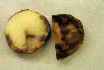 Descrierea principalelor boli de cartofi cu fotografii și tratamentul lor