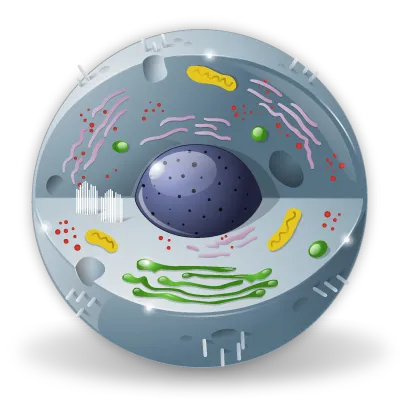 Experimente în biologie - experimente de divertisment în fizică și chimie în școală, precum și trucuri magice și efecte