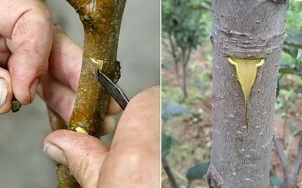 Подмладяване на плодните дървета в градината на стария видеото като подмладяване на дърветата чрез присаждане и резитба