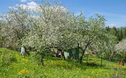 Fiatalítás a gyümölcsfák a kertben a régi videót megfiatalítani a fák oltással és metszési