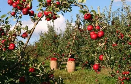 Fiatalító a régi kertben metszés, hogyan lehet megújítani gyümölcsfák