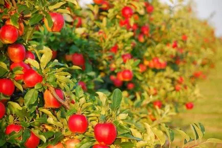 Întinerirea grădina vechi de tăiere cum să întineri pomi fructiferi
