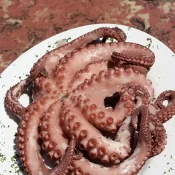 Octopus - proprietăți utile și beneficii, daune și contraindicații