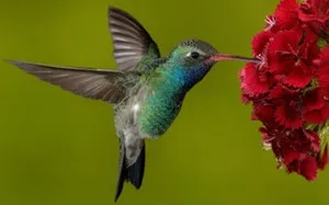 Különösen madárvilág kolibri és fajok ebben családi fotó