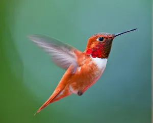 Különösen madárvilág kolibri és fajok ebben családi fotó