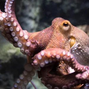 Octopus előnyök és ártalmak az egészségügy, az élelmiszeripar és az egészségügy