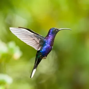Mai ales colibri păsări și specii în această fotografie de familie