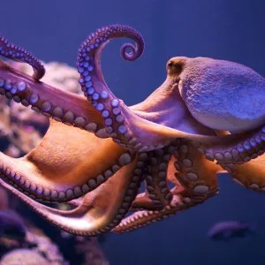 Octopus előnyök és ártalmak az egészségügy, az élelmiszeripar és az egészségügy