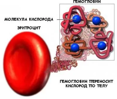 Szerves anyagok sejt proteinek