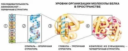 Szerves anyagok sejt proteinek