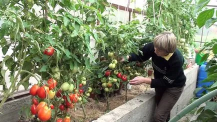 Jellemzők választott satnya paradicsomfajta az üvegházhatású