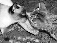 Взаимоотношения с други - сиамски котки