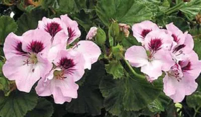 Pelargonium termesztés és karbantartás, fajták muskátli, muskátli Royal, zonális, reprodukció,