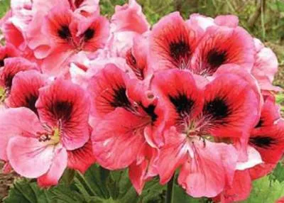 cultivarea Pelargonium și întreținere, soiuri de Pelargonium, Pelargonium Royal, zonala, reproducerea,