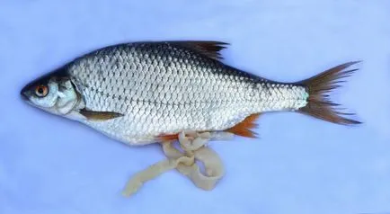 Paraziták élő hal
