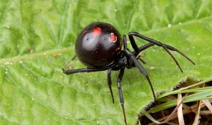 Spider karakurt (50 снимки) изглежда като отровен степи в Казахстан, черната вдовица, женската бялото