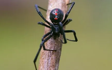 Spider karakurt (50 снимки) изглежда като отровен степи в Казахстан, черната вдовица, женската бялото