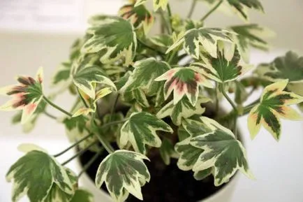 cultivare Pelargonium, de îngrijire, de reproducție