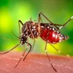 Tányérok szúnyogok - sérüléssel és hatása a szúnyogok