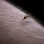 Tányérok szúnyogok - sérüléssel és hatása a szúnyogok