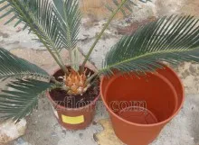 Cycas transzplantáció - transzplantáció szabályokat, a választás a pot, hogy szükség van a szervátültetés