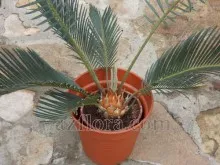 Cycas transzplantáció - transzplantáció szabályokat, a választás a pot, hogy szükség van a szervátültetés