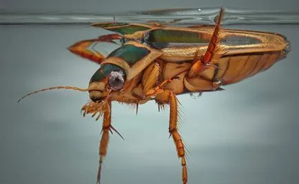 ресни бръмбар